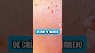 Los chinos utilizan cangrejos para cultivar arroz [upl. by Nauqyt298]