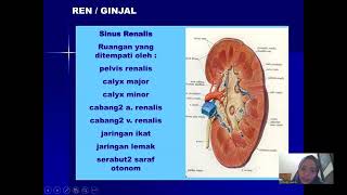 ANATOMI GINJAL DAN SISTEM URINARIAUROPOETIK [upl. by Elleinet]