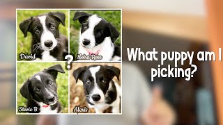 Puppy Selection How I Do It and Why I Didnt This Time 36 [upl. by Annitsirhc]