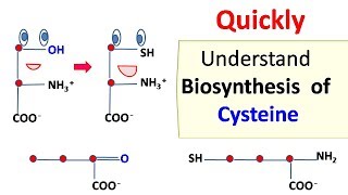 Cysteine biosynthesis [upl. by Innattirb201]