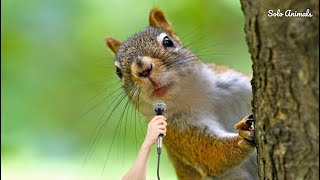 Squirrel Squirrel Sound  Squirrel Calling Sound  Squirrel Voice  Squirrel Call  Solo Animals [upl. by Nylavad]