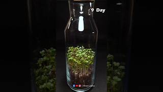 Growth Microgreens in Bottle  Time Lapse 😱  shorts timelapse growingplants plantgrowth [upl. by Lamoree608]