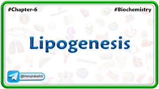 Lipogenesis  Lipid Metabolism [upl. by Nylla]