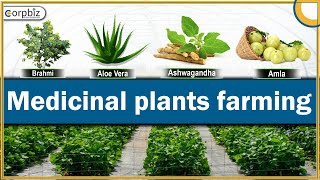 Medicinal Plants Farming  Medicinal Plants Cultivation Business  Medicinal Herbs  Corpbiz [upl. by Florio]