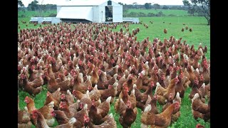 Amazing  Nearly 30 Thousand Chickens and Roosters All at Once out for feeding [upl. by Anrev]