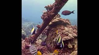 When Moorish Idols Throw a Fish Party  MEGA Lab Cam  Hawaii like share youtubeshorts [upl. by Havard]