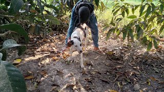 man and dog with mating [upl. by Teena]