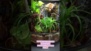 Crested Gecko BioActive Vivarium [upl. by Kauslick]