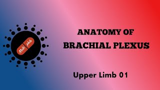 Brachial Plexus 01। Upper Limb 01 [upl. by Novehc]