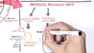 Microbiology  Bacteria Antibiotic Resistance [upl. by Petes904]