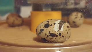 Hatching Coturnix Quail Eggs [upl. by Etteniotna]