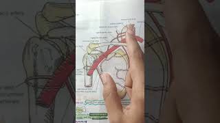 Anastomosis Around the Shoulder Joint Sahiba Sohbat [upl. by Laroy]