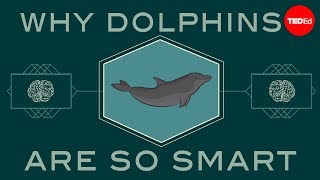 How smart are dolphins  Lori Marino [upl. by Sarnoff]