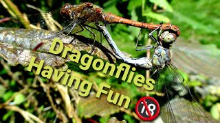 Im a Dragonfly Expert and Im SHOCKED by These Surprising Behaviors [upl. by Hurwit170]