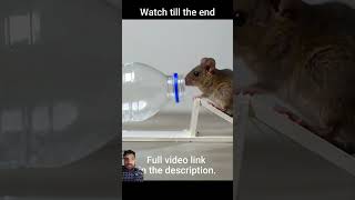 best home mousetrap mousetrap funny mouse bucketmousetrap rattrap rat youtubeshorts [upl. by Kcinemod]