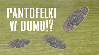 Poradnik jak założyć hodowlę pantofelków w domu [upl. by Mamie]