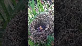 Both barwinged prinia birds raise unborn babies [upl. by Schroer]