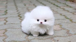 Cute Pomeranian Puppies Videos Compilation 2019  Cutest and Funny Dogs [upl. by Westleigh]