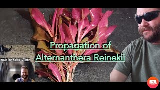 Propagation of Alternanthera Reinekii for Gary Allen and I live for Tropical Fish [upl. by Areek]