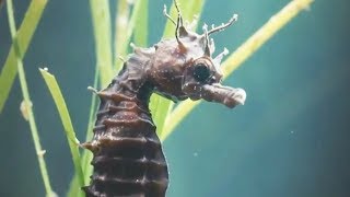 Un mâle hippocampe accouche en direct  ZAPPING SAUVAGE [upl. by Aisat]