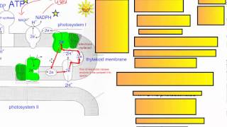 Photosynthesis Part 3 Cyclic Photophosphorylation IB Biology [upl. by Angelina]