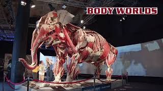 Body Worlds ANIMAL INSIDE OUT is at Istanbul Cevahir [upl. by Nawrocki836]