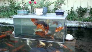 Koi fish play in fish tank [upl. by Obeded]