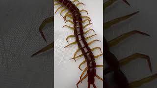 Giant Centipede Scolopendra Dehaani Flame Legs Singapore [upl. by Mok690]