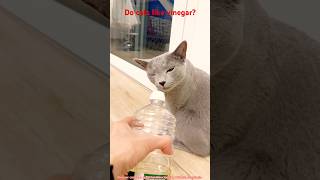 Do cats like vinegar [upl. by Podvin]