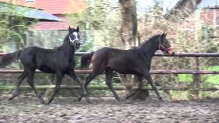 Wolkenstein IIPamir ox gelding  2012 for sale [upl. by Gothard]