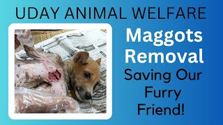 Maggots Removal In Dog  Maggot Wound Treatment animals dogs viral puppy [upl. by Ahseinad]