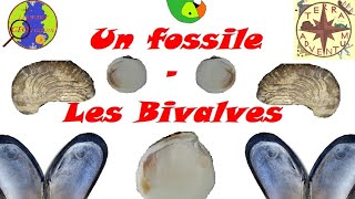 Un fossile  les Bivalves Minute géologique 36 [upl. by Dorrej]