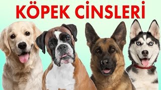 Köpek Cinsleri ve Özellikleri  Köpek Irkları 1 Bölüm  Konuşan Kedi Çeto [upl. by Maddy263]