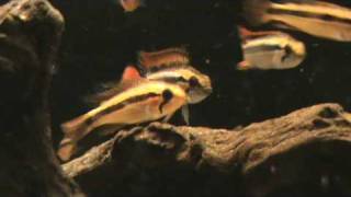 Apistogramma Agassizi Double Red for sale at Tyne valley Aquatics [upl. by Eidde204]