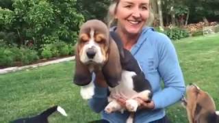 European basset hound puppies at 7 weeks [upl. by Dragoon]