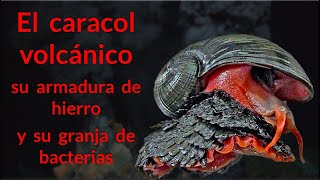 Criaturas fantásticas reales El caracol volcánico su armadura de hierro y su granja de bacterias [upl. by Etra]