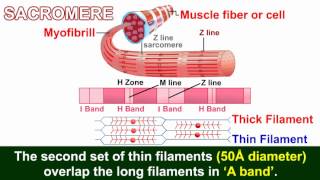 Muscle Filament  Structure of a skeletal muscle [upl. by Alitha913]