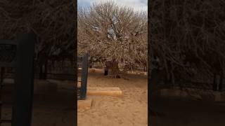 Sahabi Tree 🌳 1445 Year Old Tree shorts [upl. by Labina961]