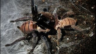 Tarantula mating  Chilobrachys fimbriatus mating [upl. by Atoiganap]