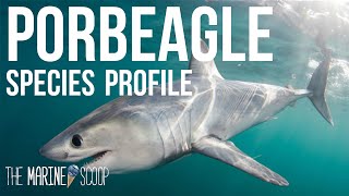 PORBEAGLE SHARK  Shark Profile 1 [upl. by Ainoz]