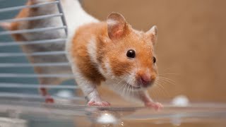 Hamster Haven Exploring Different Species of Hamsters [upl. by Noiztneb]