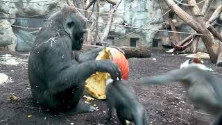 Monkeys Try to Steal Halloween Pumpkin From Gorilla  1532400 [upl. by Ynez114]