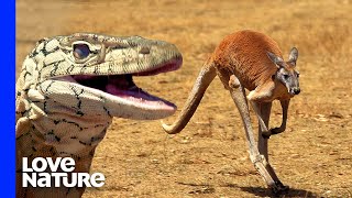 Monster Lizard Hunts Kangaroo [upl. by Kelbee]