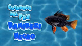 🐟Como Cuidar y Característicos del PEZ RAMIREZI NEGRO 🐠🌿 peces acuarios ramirezis [upl. by Annehcu]