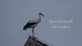 Storchentreff Herrieden [upl. by Leanora]