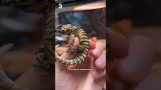 Les 5 lézards les plus cools du monde 🦎🤩 [upl. by Naeerb]