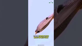 Peregrine Falcon  Fastest Animal On Our Earth [upl. by Kyriako]