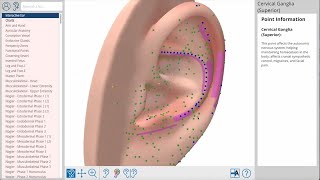 Auriculo360 Your Comprehensive Guide To Ear Acupuncture [upl. by Esinwahs]