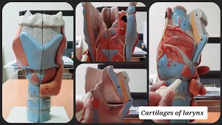 Cartilages of Larynx  Thyroid  Epiglottis  Cricoid  Arytenoid  Corniculate  Cuneiform [upl. by Carter]