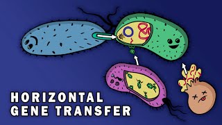 CONJUGATION TRANSFORMATION TRANSDUCTION HORIZONTAL GENE TRANSFER [upl. by Wernsman87]